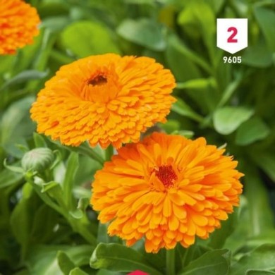 Souci orange