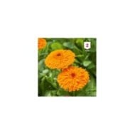 Souci orange