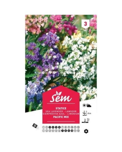 Statice Pacific en mélange (sachet)