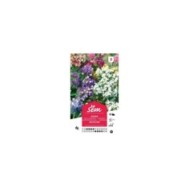 Statice Pacific en mélange (sachet)