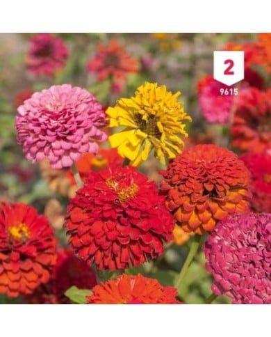 Zinnia double à fleur monstrueuse