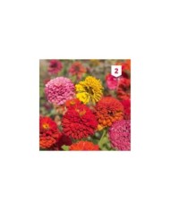 Zinnia double à fleur monstrueuse