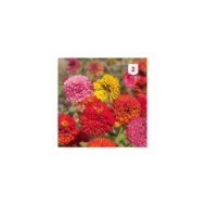 Zinnia double à fleur monstrueuse