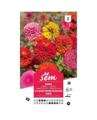 Zinnia double à fleur monstrueuse (sachet)