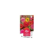 Zinnia double à fleur monstrueuse (sachet)