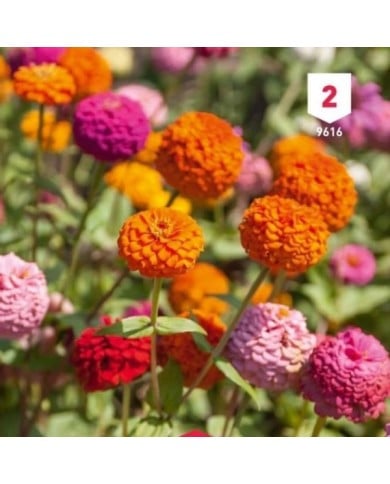 Zinnia Lilliput varié