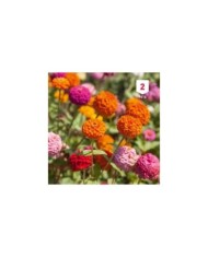 Zinnia Lilliput varié