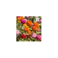 Zinnia Lilliput varié