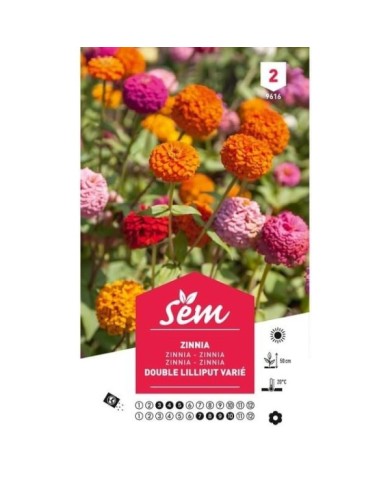 Zinnia Lilliput varié (sachet)