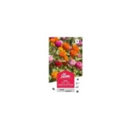 Zinnia Lilliput varié (sachet)