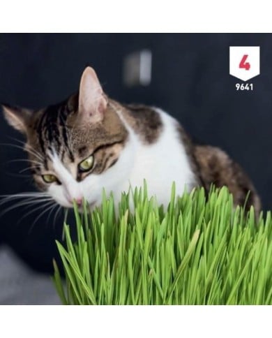 Herbe à chat XXL