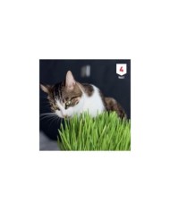 Herbe à chat XXL