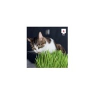 Herbe à chat XXL