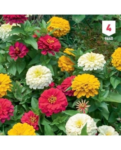 Zinnia double à fleurs variées XXL
