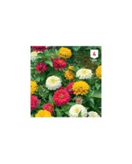 Zinnia double à fleurs variées XXL