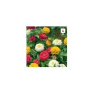 Zinnia double à fleurs variées XXL