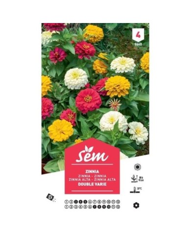 Zinnia double à fleurs variées XXL (sachet)