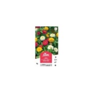 Zinnia double à fleurs variées XXL (sachet)