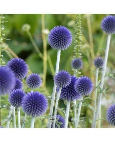 Echinops ritro (Linda De Volder - flickr.com)