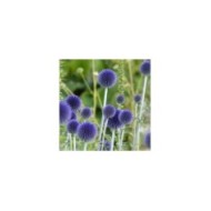 Echinops ritro (Linda De Volder - flickr.com)