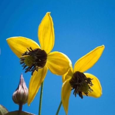 Clématite du Tibet Golden Tiara® 'Kugotia'