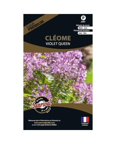 Cléome violet queen (sachet)