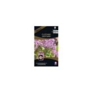 Cléome violet queen (sachet)