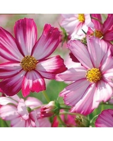 Cosmos sensation picotee