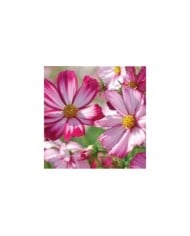 Cosmos sensation picotee