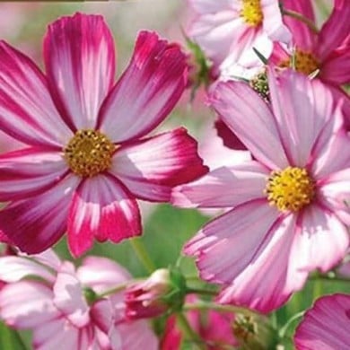 Cosmos sensation picotee