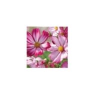 Cosmos sensation picotee