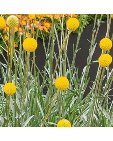 Craspedia globosa jaune