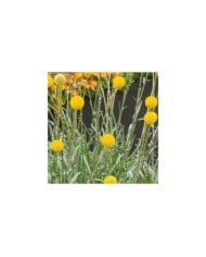 Craspedia globosa jaune