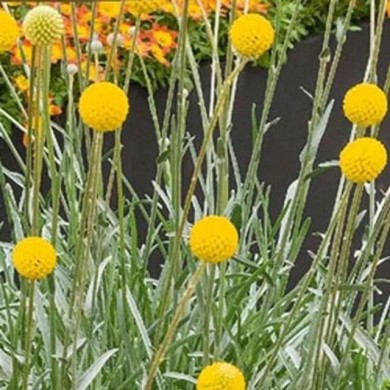Craspedia globosa jaune