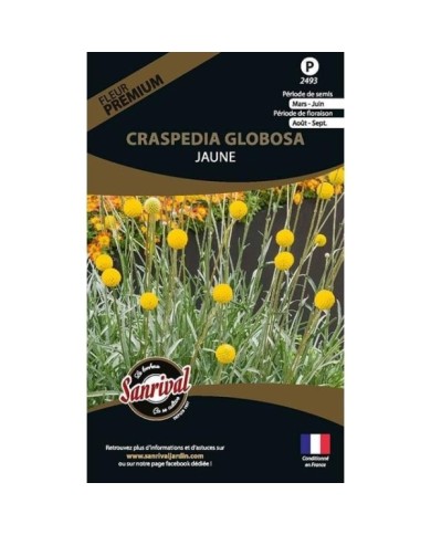 Craspedia globosa jaune (sachet)