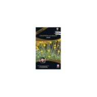 Craspedia globosa jaune (sachet)