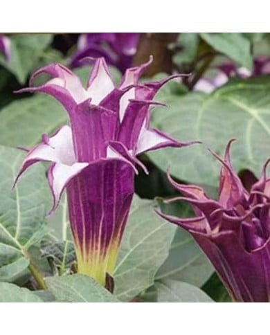 Datura blackcurrant swirl