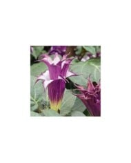 Datura blackcurrant swirl