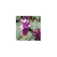 Datura blackcurrant swirl