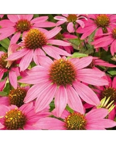 échinacée feeling pink