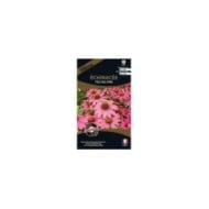 échinacée feeling pink (sachet)