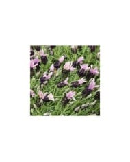 Lavande papillon bandera pourpre