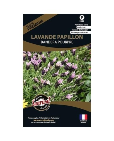 Lavande papillon bandera pourpre (sachet)