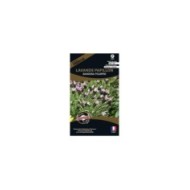 Lavande papillon bandera pourpre (sachet)