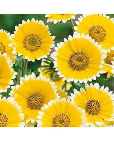 Layia elegans tidy tips