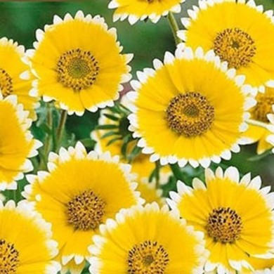 Layia elegans tidy tips