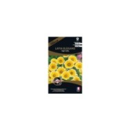 Layia elegans tidy tips (sachet)