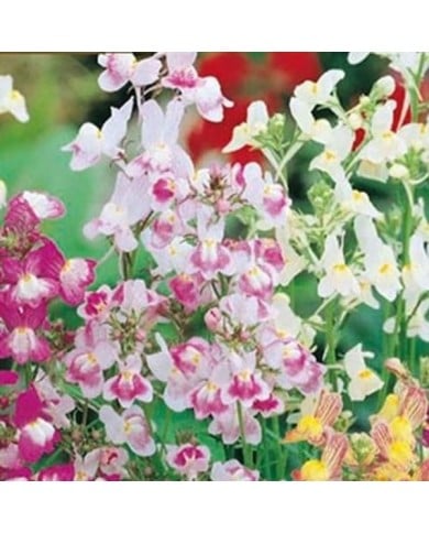 Linaria maroccana fairy bouquet