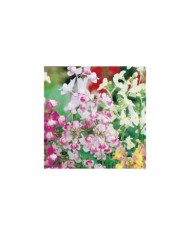 Linaria maroccana fairy bouquet