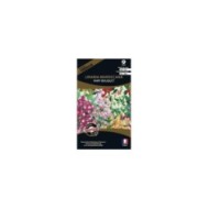 Linaria maroccana fairy bouquet (sachet)